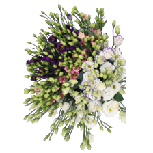 Eustoma